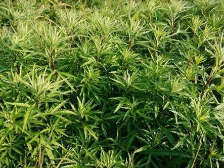 富硒恩施农产品有哪些（恩施富硒食品都有哪些）-硒宝网