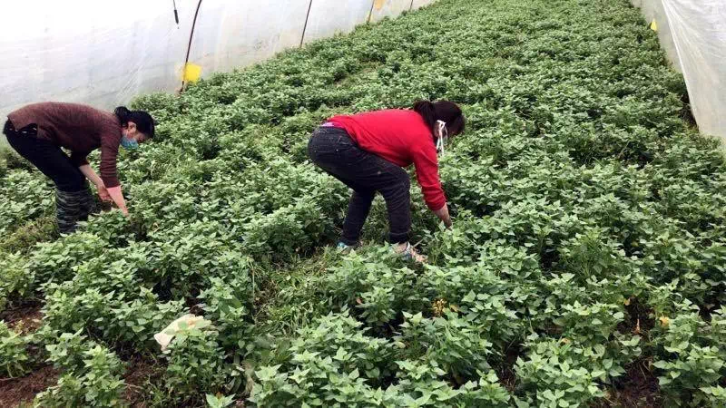 富硒恩施农产品有哪些（恩施富硒食品都有哪些）-硒宝网