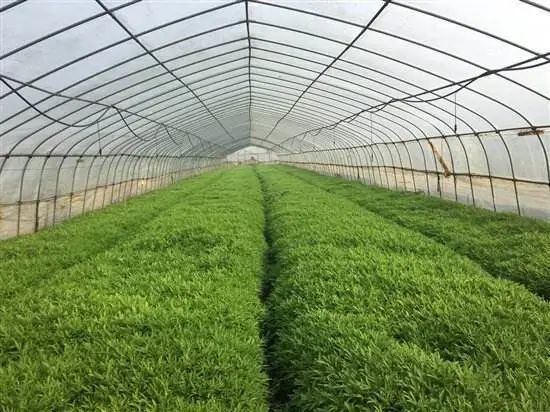 富硒恩施农产品有哪些（恩施富硒食品都有哪些）-硒宝网