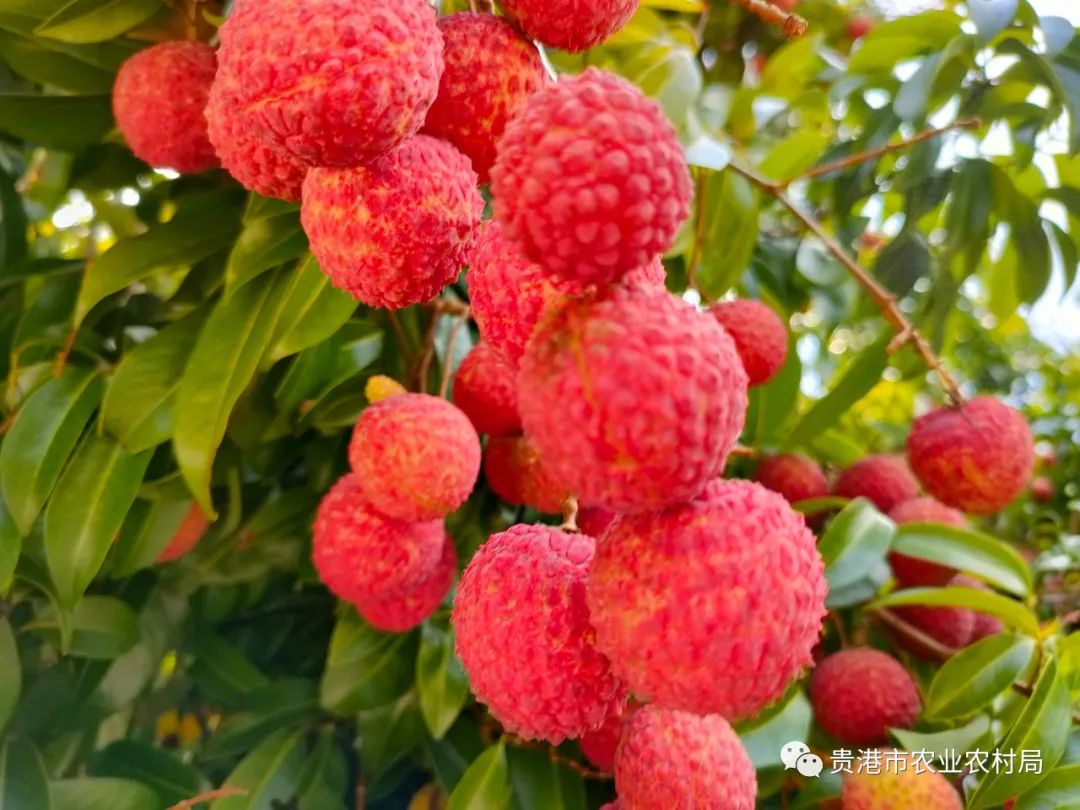 贵港新塘镇富硒农产品(贵港富硒)-硒宝网