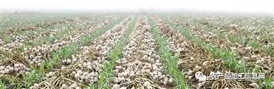 富硒精深加工产品项目(加工精富硒项目产品怎么样)-硒宝网