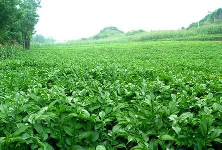 富硒土壤种植的农产品（富硒土壤）-硒宝网