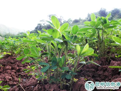 富硒土壤种植的农产品（富硒土壤）-硒宝网