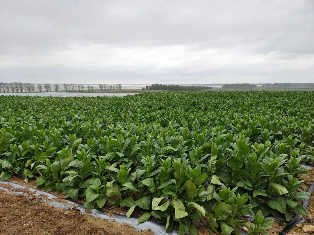 富硒土壤种植的农产品（富硒土壤）-硒宝网