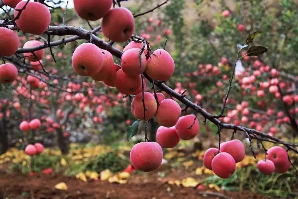 博山富硒产品价格多少(富硒品牌馆)-硒宝网