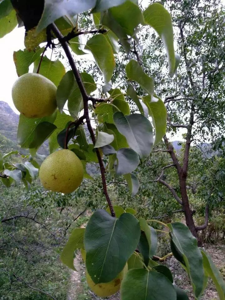 博山富硒产品价格多少(富硒品牌馆)-硒宝网
