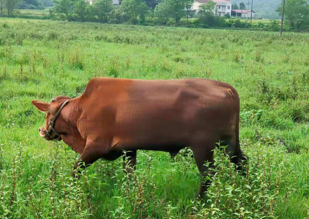 不是富硒农副产品特点（农副特点富硒产品是什么）-硒宝网