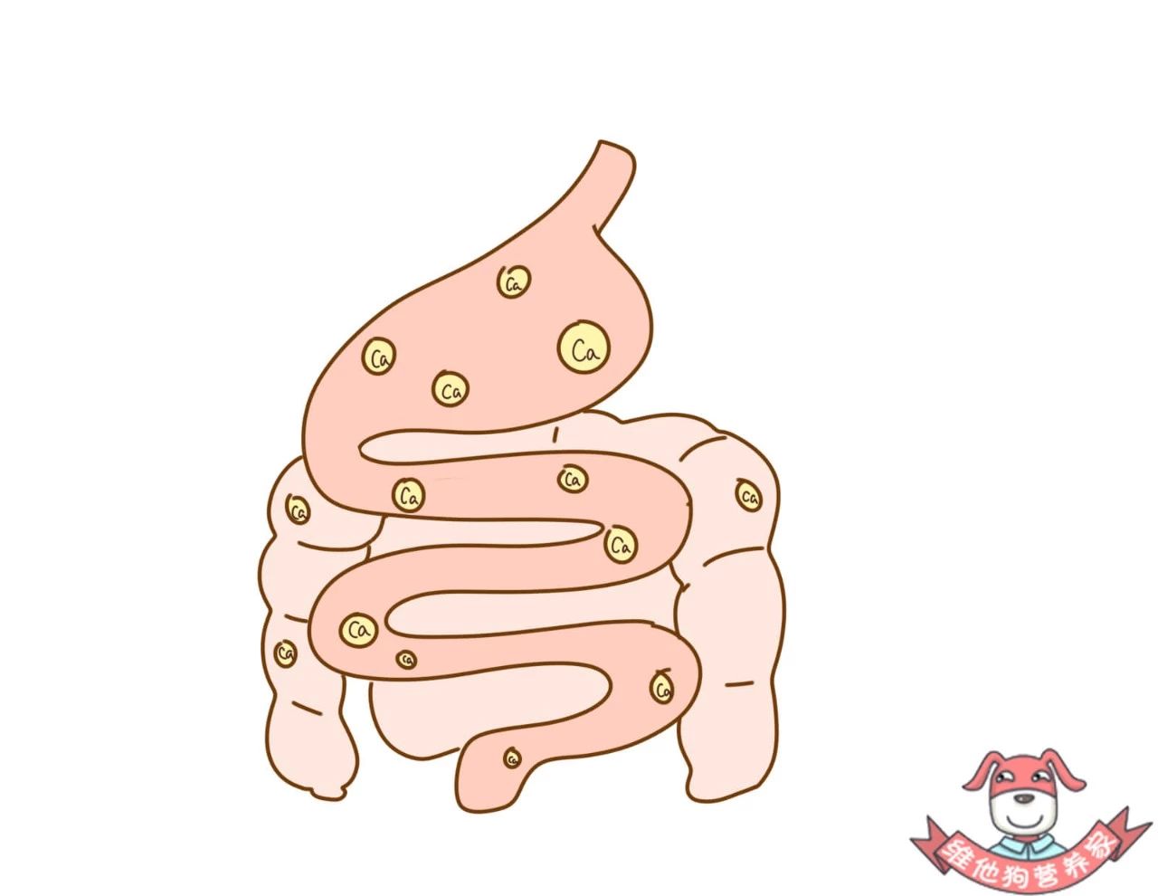 什么样的钙片补钙最好（钙片补钙效果好）-硒宝网