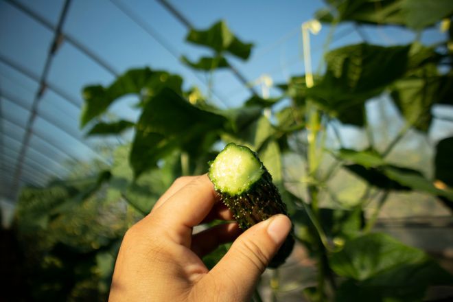 淄川裕祥德富硒农产品(湖北富硒产品)-硒宝网