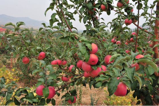 内蒙古富硒农产品基地（内蒙古富硒小米）-硒宝网