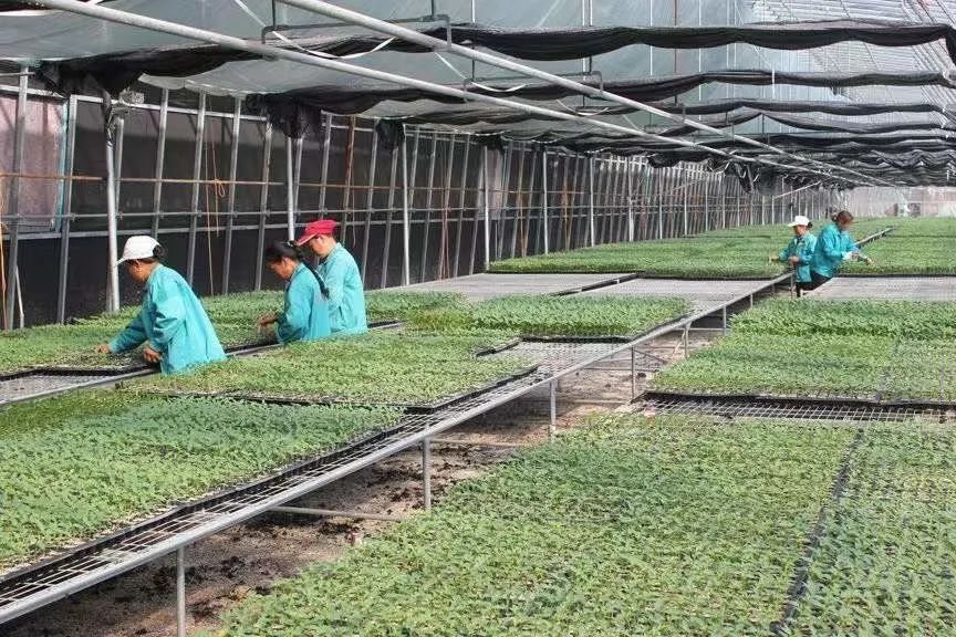 内蒙古富硒农产品基地（内蒙古富硒小米）-硒宝网