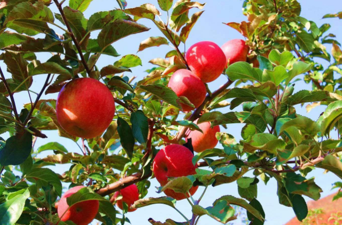 内蒙古富硒农产品基地（内蒙古富硒小米）-硒宝网