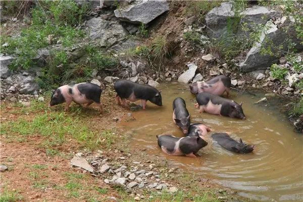 蓬莱富硒农产品合作社(山东农产品富硒网)-硒宝网