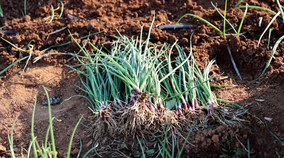 山东省富硒农产品协会(山东富硒协会研究机构)-硒宝网