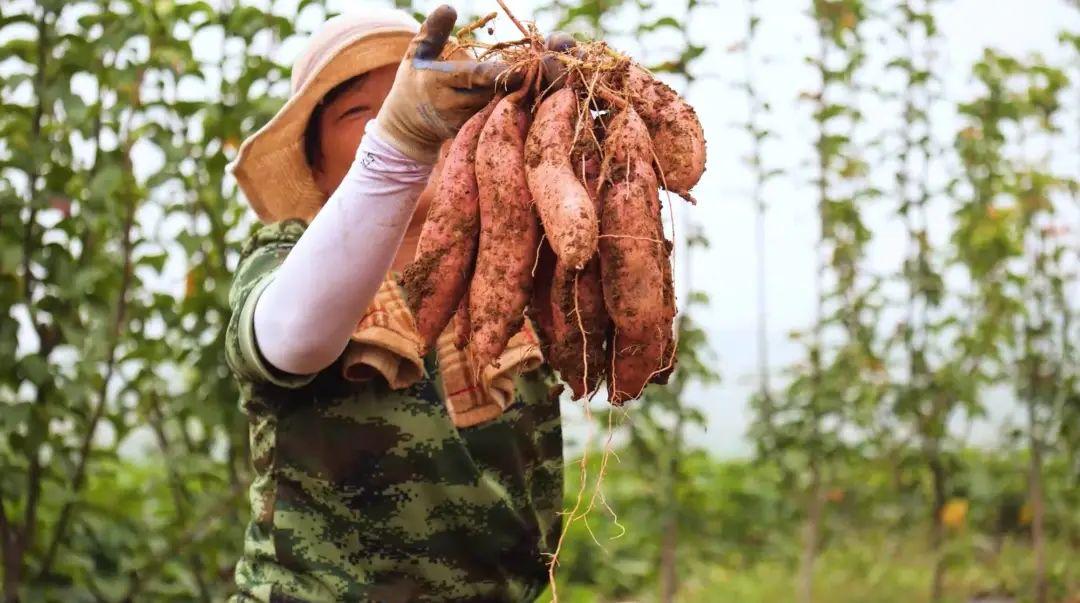 山东省富硒农产品协会(山东富硒协会研究机构)-硒宝网