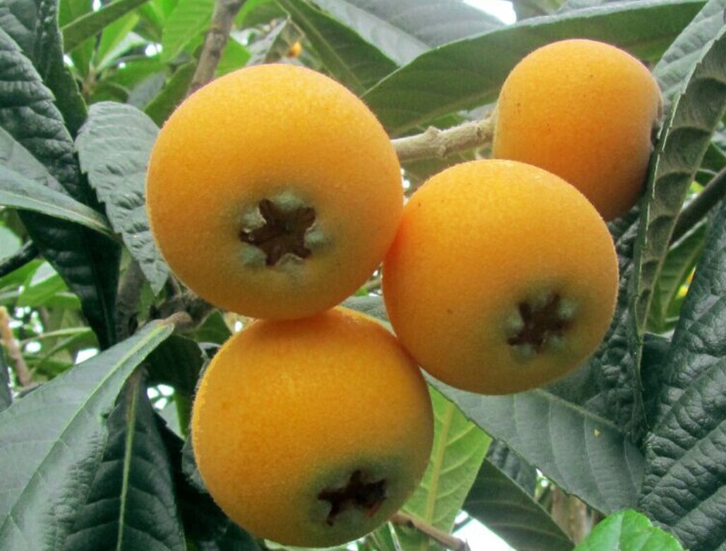 开阳县富硒农产品之乡（富硒之乡开阳）-硒宝网