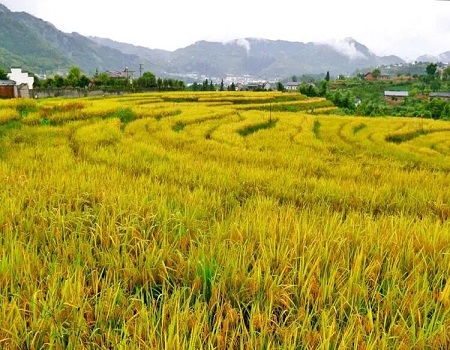 富硒农产品需解决问题（富硒农产品市场需求）-硒宝网