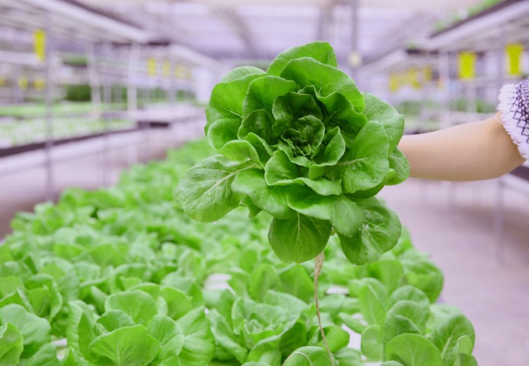 开阳县富硒农产品园区(开阳富硒农产品体验店电话号码)-硒宝网