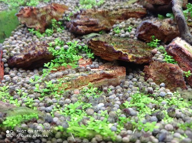 狗微量元素怎么补（微量元素狗狗吃的好处）-硒宝网