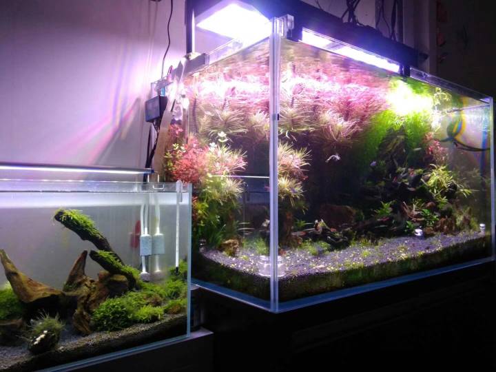 狗微量元素怎么补（微量元素狗狗吃的好处）-硒宝网