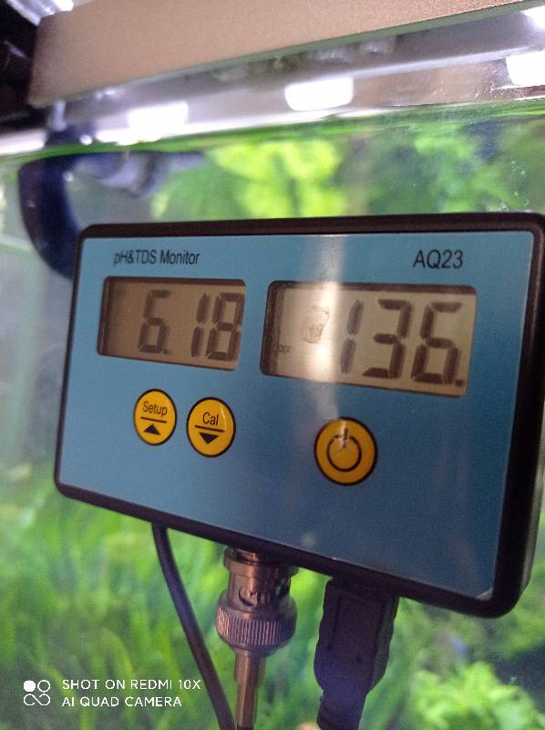 狗微量元素怎么补（微量元素狗狗吃的好处）-硒宝网