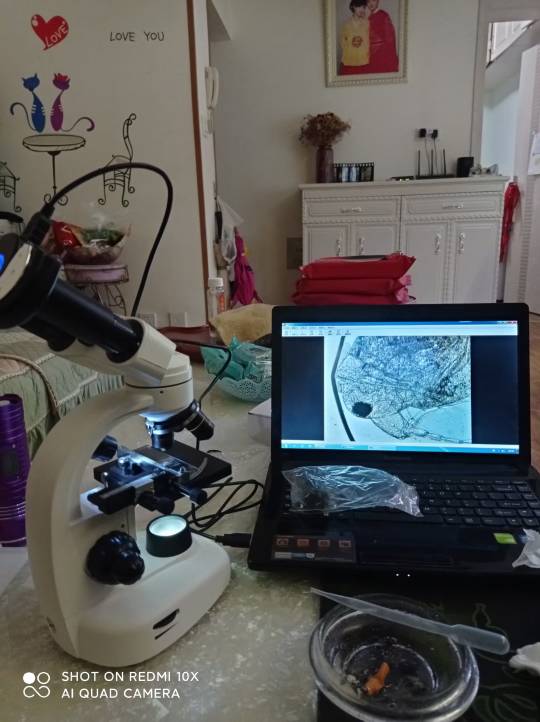 狗微量元素怎么补（微量元素狗狗吃的好处）-硒宝网