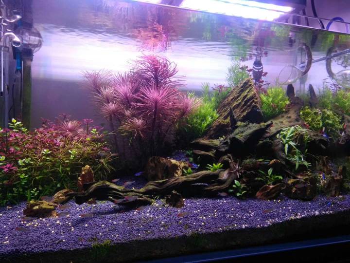 狗微量元素怎么补（微量元素狗狗吃的好处）-硒宝网