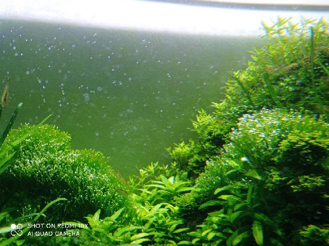 狗微量元素怎么补（微量元素狗狗吃的好处）-硒宝网