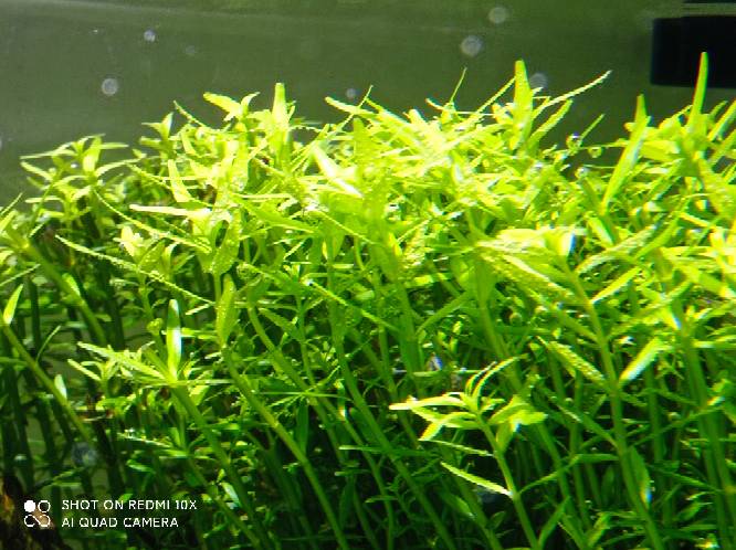 狗微量元素怎么补（微量元素狗狗吃的好处）-硒宝网