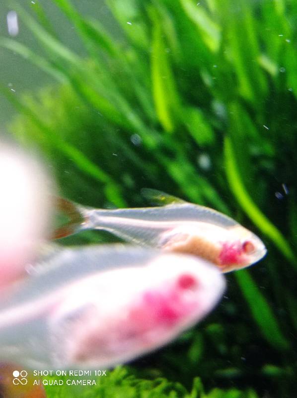 狗微量元素怎么补（微量元素狗狗吃的好处）-硒宝网