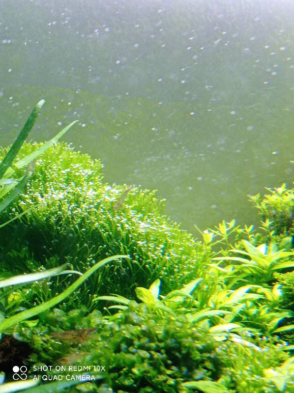 狗微量元素怎么补（微量元素狗狗吃的好处）-硒宝网