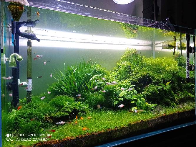 狗微量元素怎么补（微量元素狗狗吃的好处）-硒宝网