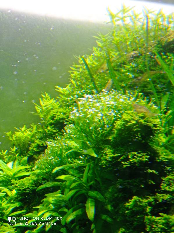 狗微量元素怎么补（微量元素狗狗吃的好处）-硒宝网