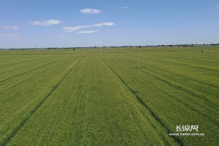 河北省农产品富硒标准(河北富硒地瓜在哪里)-硒宝网