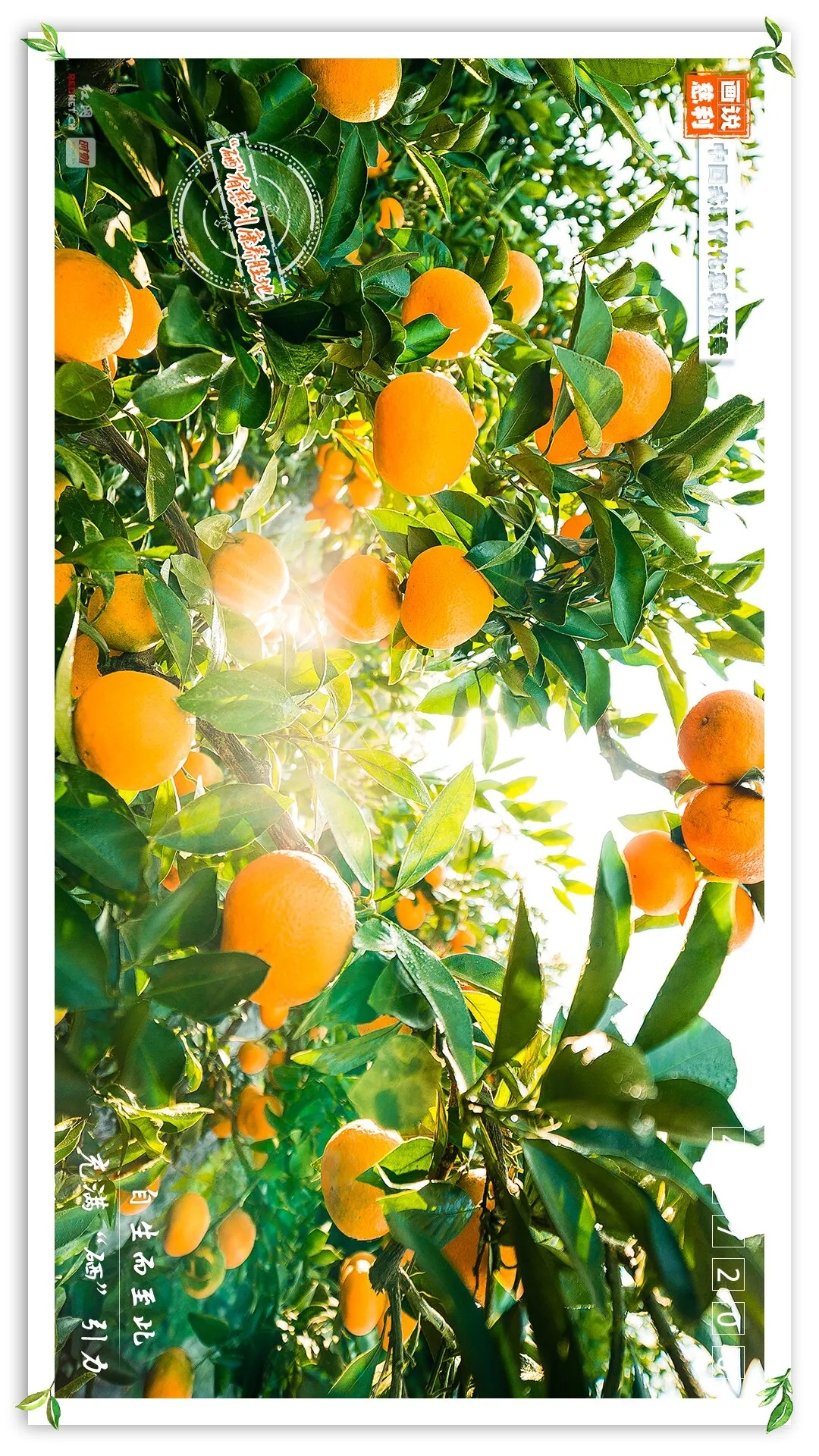 慈利县天然富硒农产品(慈利富硒大米)-硒宝网