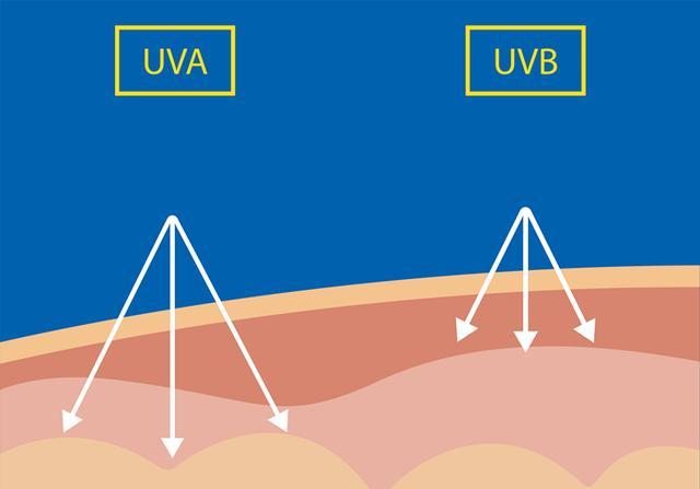 小猫补钙吃什么（小猫补钙吃什么好）-硒宝网