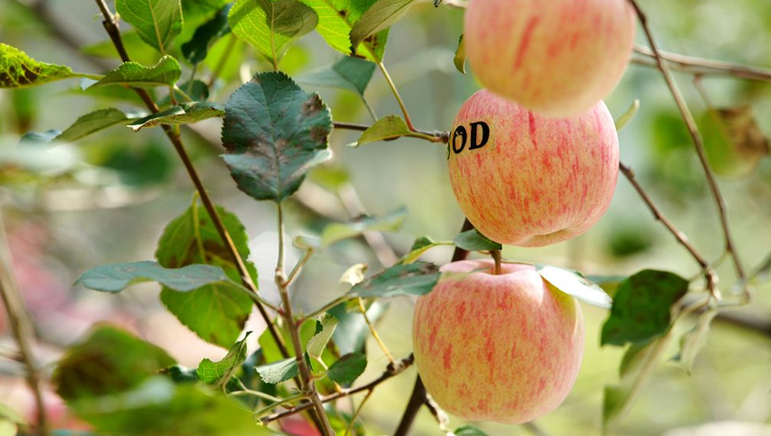 富硒农产品安全性如何(农性富硒安全产品是什么)-硒宝网