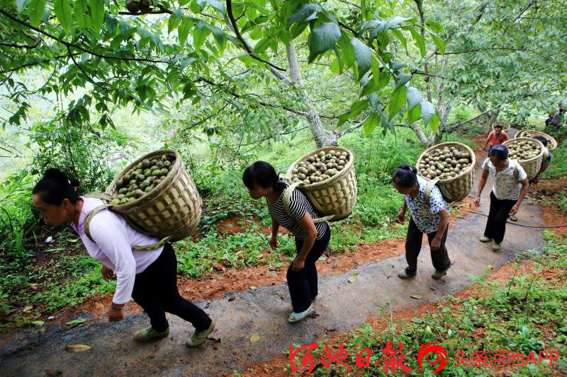 巴马富硒农产品分布图（巴马富硒水有什么效果呢）-硒宝网