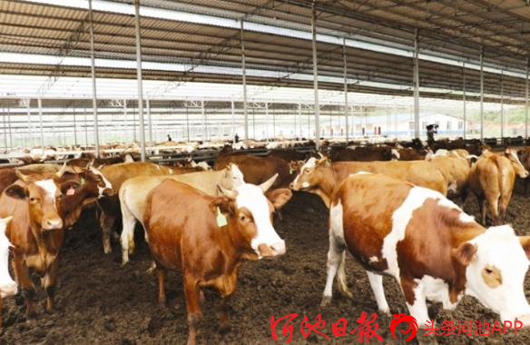 巴马富硒农产品分布图（巴马富硒水有什么效果呢）-硒宝网