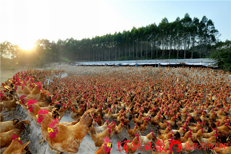 巴马富硒农产品分布图（巴马富硒水有什么效果呢）-硒宝网