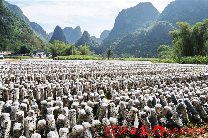 巴马富硒农产品分布图（巴马富硒水有什么效果呢）-硒宝网