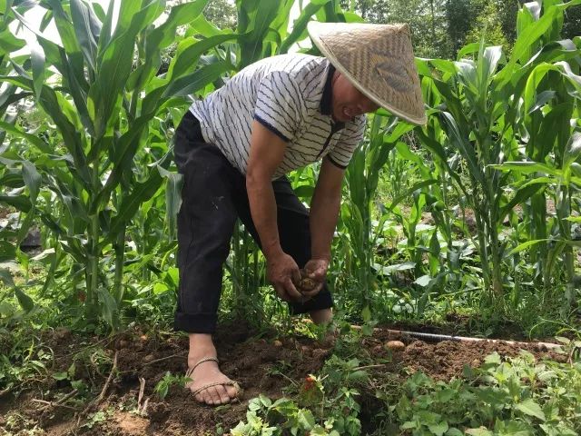 湖北利川市富硒农产品(利川富硒吗)-硒宝网