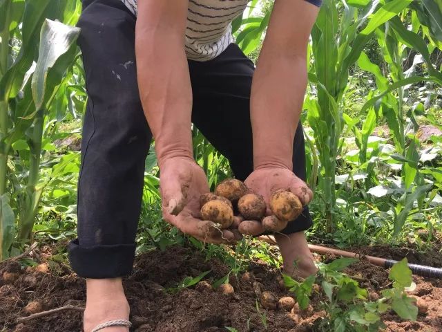 湖北利川市富硒农产品(利川富硒吗)-硒宝网