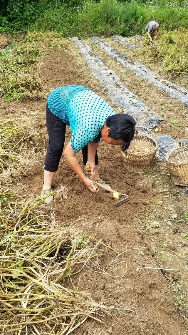 湖北利川市富硒农产品(利川富硒吗)-硒宝网