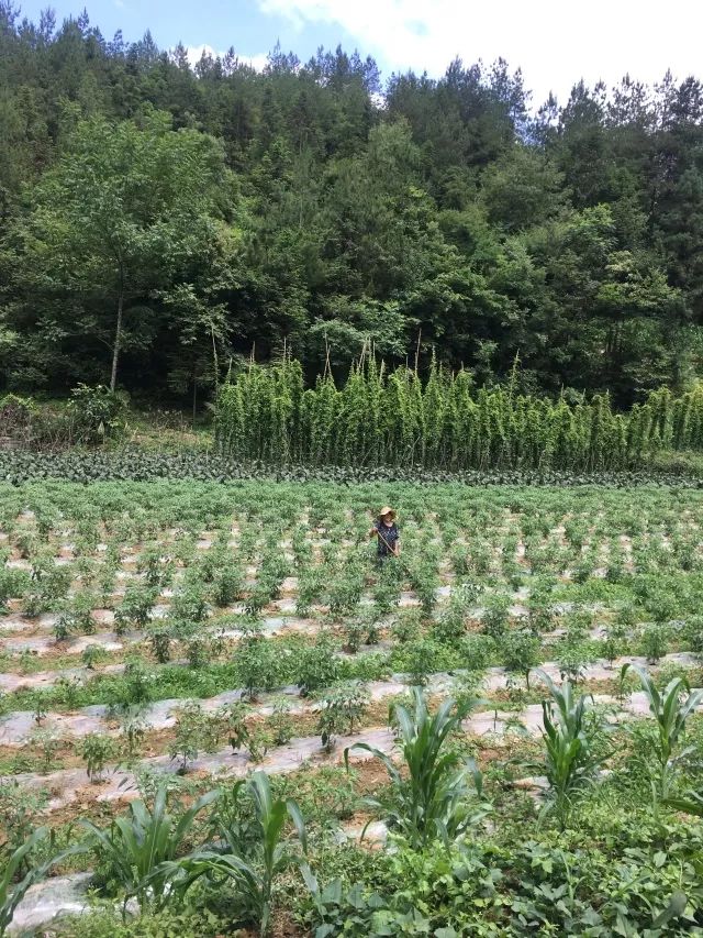 湖北利川市富硒农产品(利川富硒吗)-硒宝网