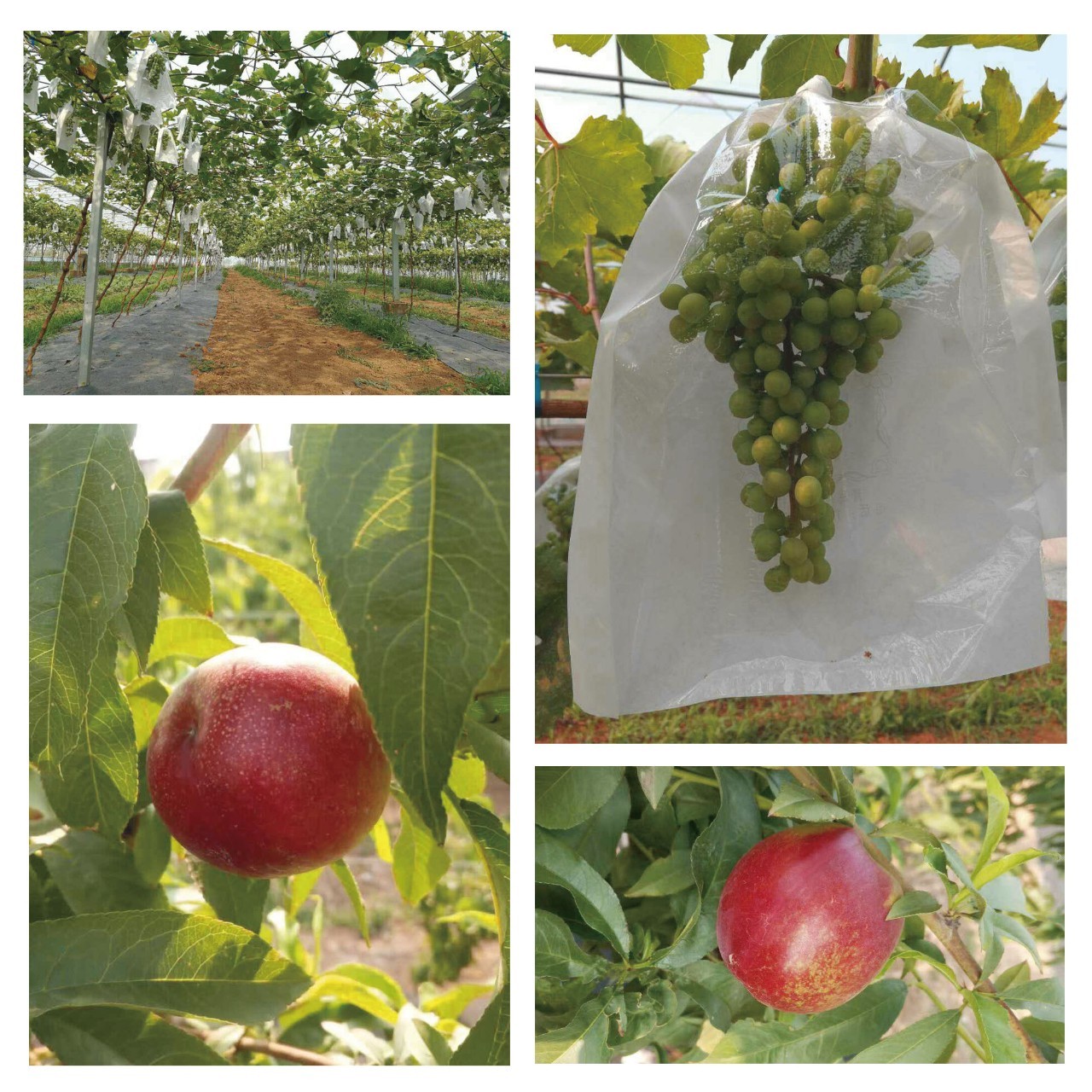 淄博市久润富硒农产品(淄川久润富硒生态园有门票吗)-硒宝网