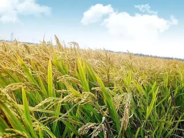 和富硒有关的产品名称(富硒产品的作用)-硒宝网