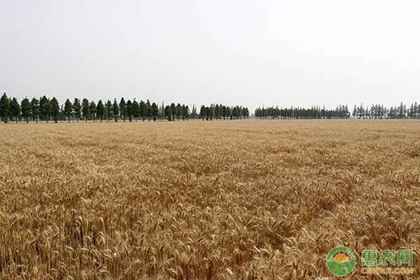 富硒农产品多少钱一斤（富硒农药的作用）-硒宝网