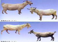 安康富硒茶有哪些品种（安康富硒茶种类）-硒宝网