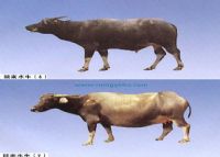 安康富硒茶有哪些品种（安康富硒茶种类）-硒宝网